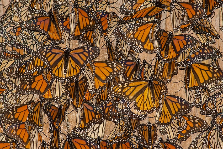 Monarch Butterflies HD wallpaper | Pxfuel