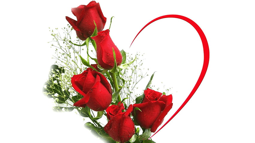 Червена роза Png, цвете любов HD тапет