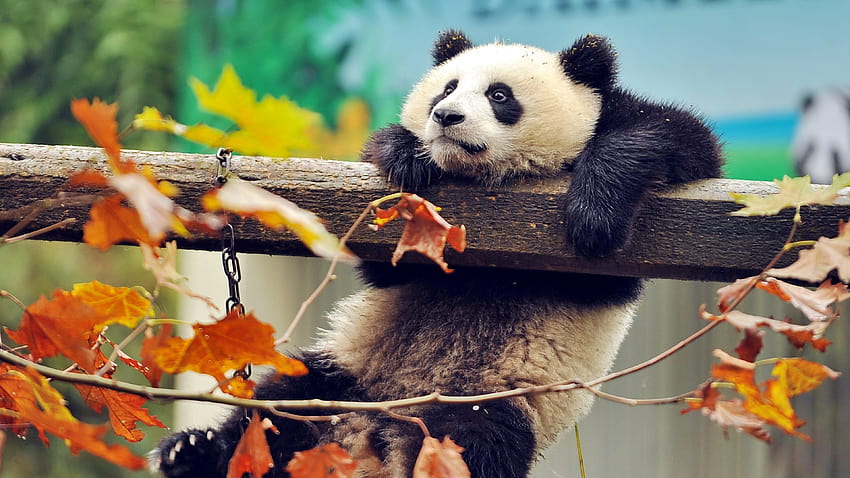 panda, binatang lucu, musim gugur, beruang dengan resolusi 3840x2160. Kualitas tinggi, komputer hewan Wallpaper HD
