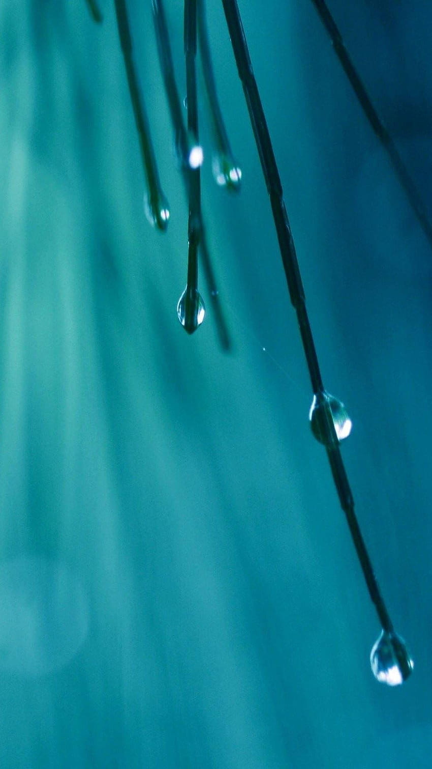 maple leaf and water drop iphone 4s, dew drops HD phone wallpaper