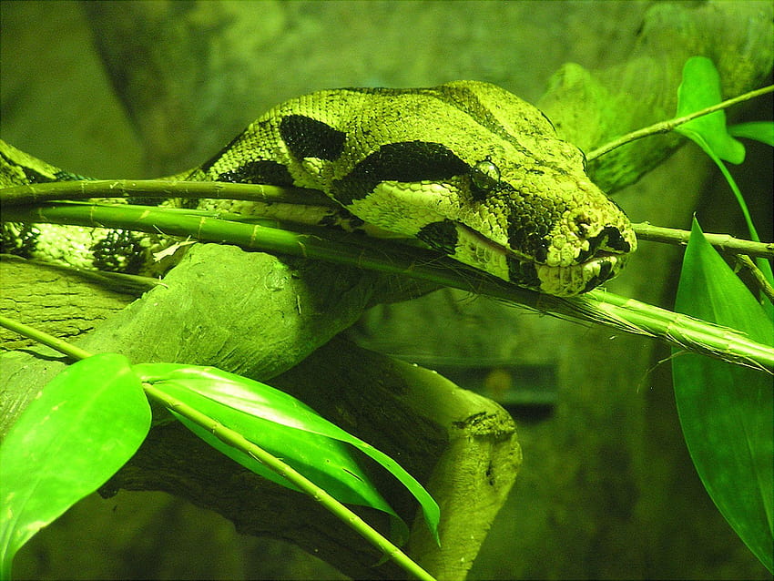 File:Boa constrictor, Singapore Zoo.jpg HD wallpaper