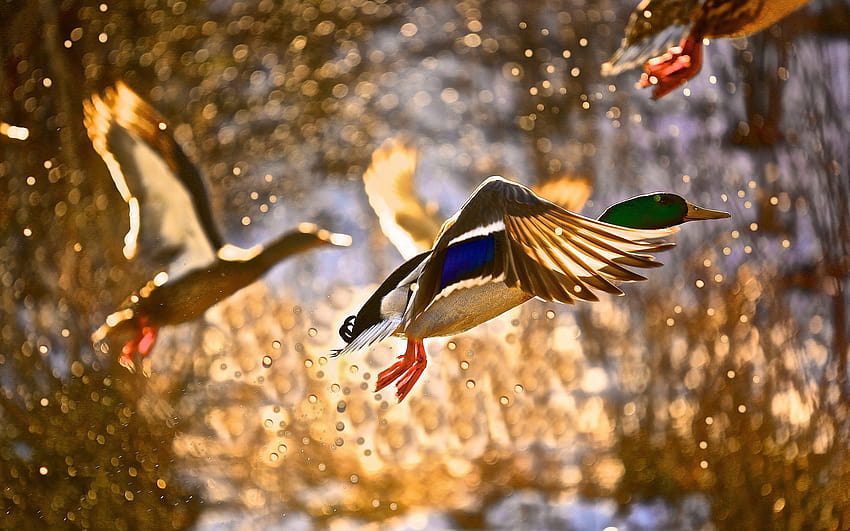 Spray bird duck flying ducks drops autumn, bird autumn HD wallpaper