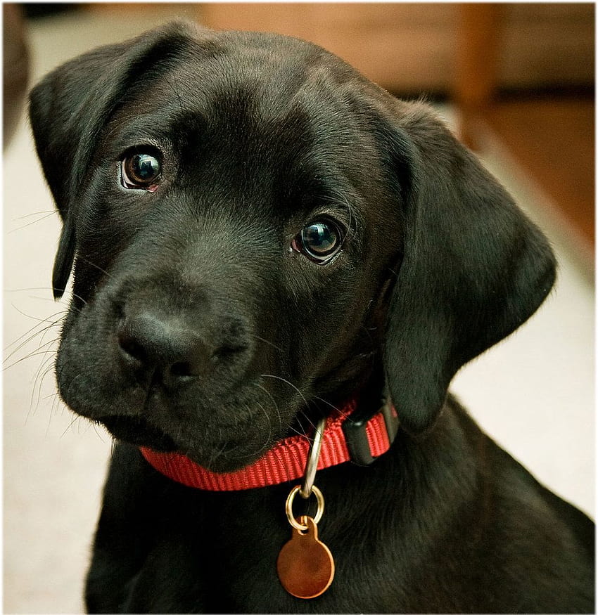 Cute Black Lab Puppy, black lab puppies HD phone wallpaper | Pxfuel