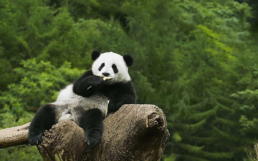 Panda Top 20 Best Of Cute Panda Bear, giant panda HD wallpaper