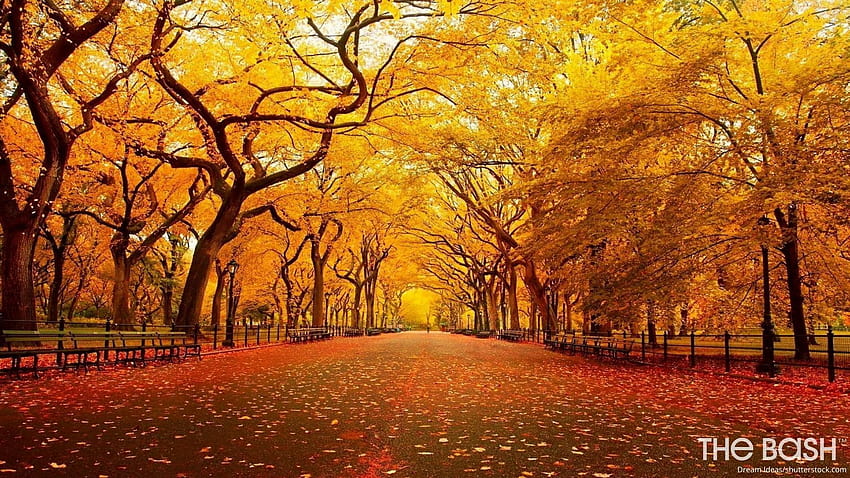 35 Autumnal Zoom Backgrounds for Thanksgiving, autumn vibe HD wallpaper