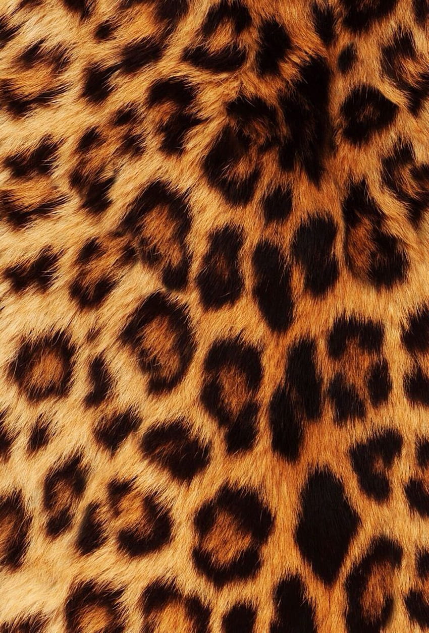 Cheetah Print iPhone Group, leopard skin HD phone wallpaper