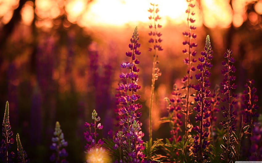 Lavender, Lupine Ultra Backgrounds for U, lupines HD wallpaper