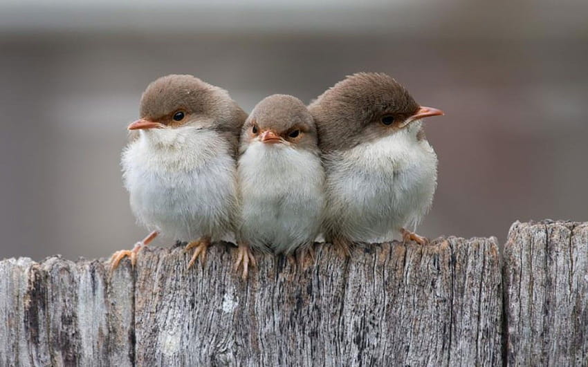 Mp3 Forever: Angry Looking Cute Little Birds Nature papel de parede HD