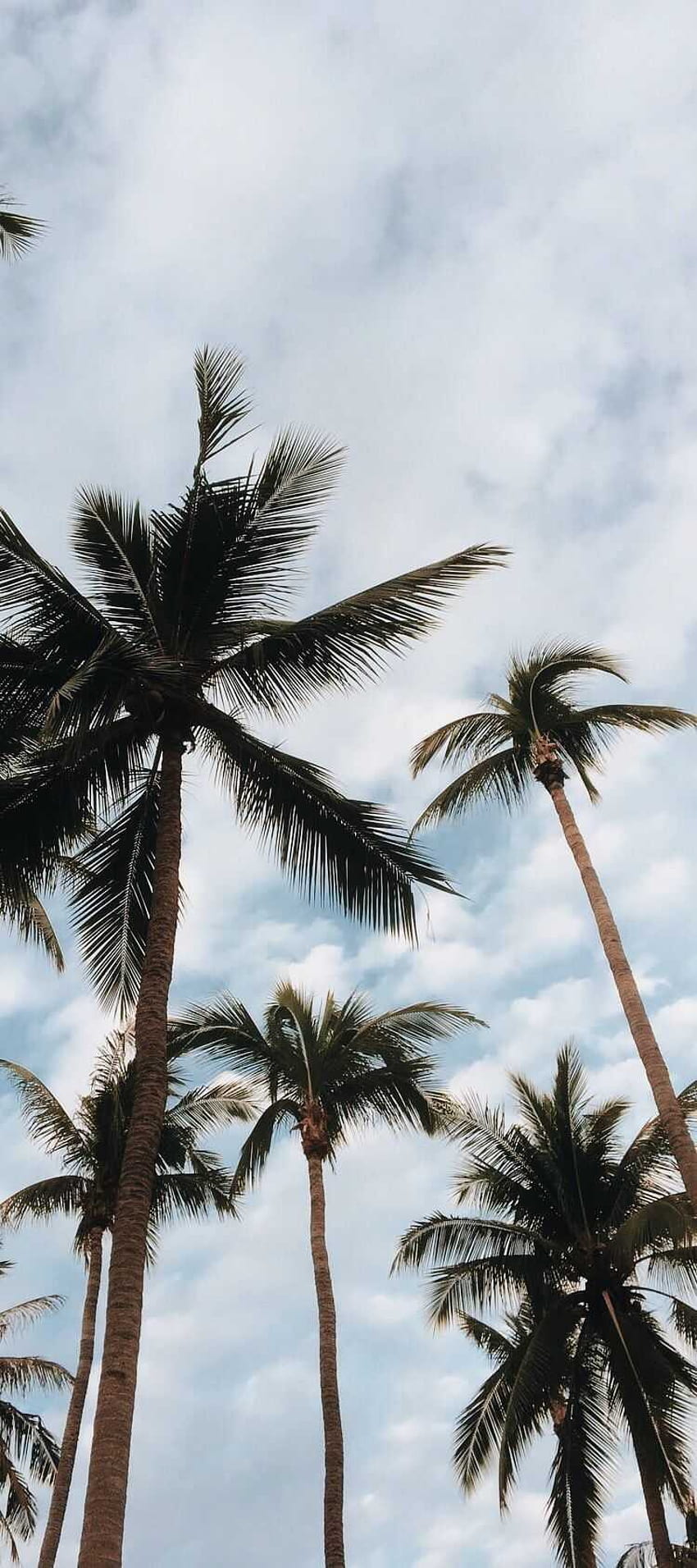 Palm Tree Wallpaper Discover more Aesthetic California Coconut Palm Tree  Tropical wallpap  Beautiful landscape wallpaper Landscape wallpaper  Beach wallpaper