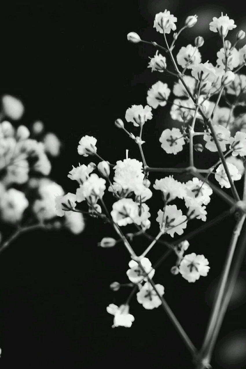 Rocío, ästhetische schwarze Blume HD-Handy-Hintergrundbild