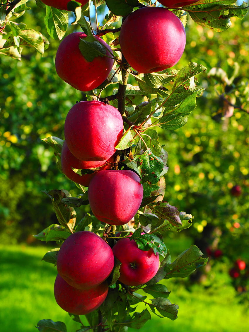 Fruit tree android HD wallpapers | Pxfuel