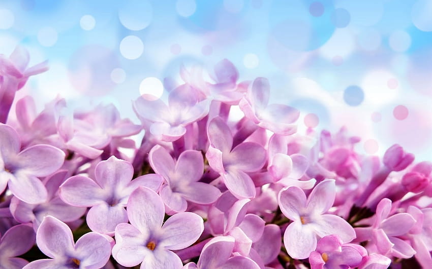 BEAUTIFUL LOVE : Purple Lilac Flowers Amazing Macro Love HD wallpaper