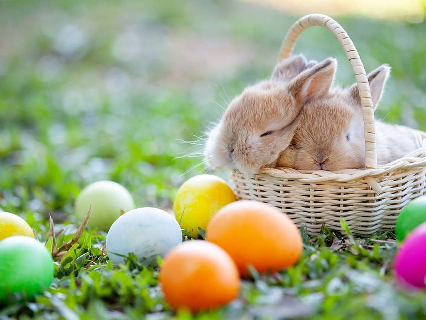 Happy Easter Sunday 2020: , Quotes, Wishes, Messages, Cards, Greetings, and GIFs, easter eggs 2021 HD wallpaper