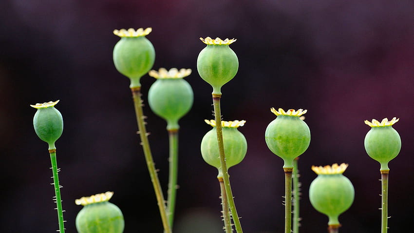 Opium Poppy – Bing HD wallpaper