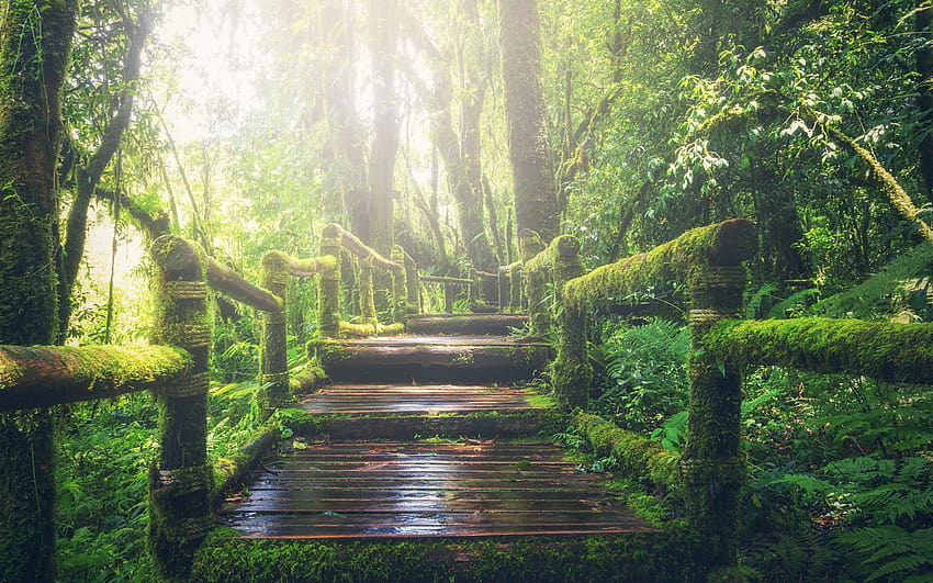 Selva tropical, Puente de madera, Luz del día, Sendero, Verde, Bosque, Naturaleza, Rainforest ultra fondo de pantalla