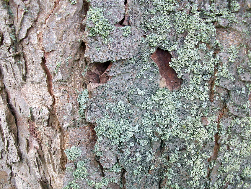 Lichen Tree HD wallpaper