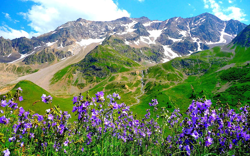 Mountains alps flowers landscape, green summer moutains HD wallpaper ...