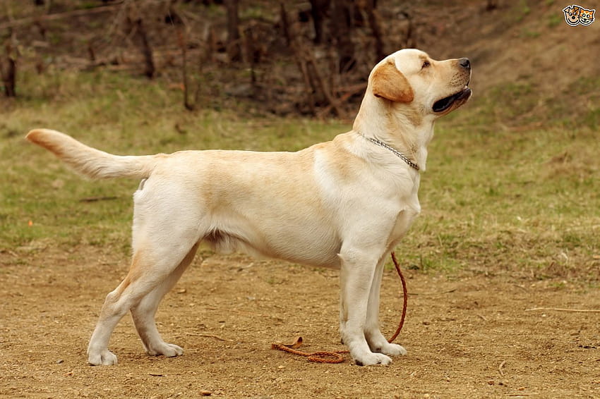 Labrador Retriever , Animal, HQ Labrador Retriever, yellow labs HD wallpaper