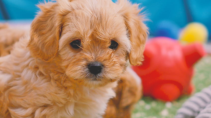 Mr Tracer The Cavachon | Charming Puppies