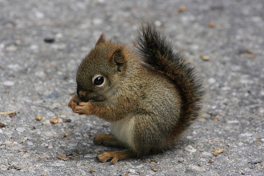 Baby-Eichhörnchen frisst Nuss auf dem Bürgersteig, Baby-Nuss HD-Hintergrundbild