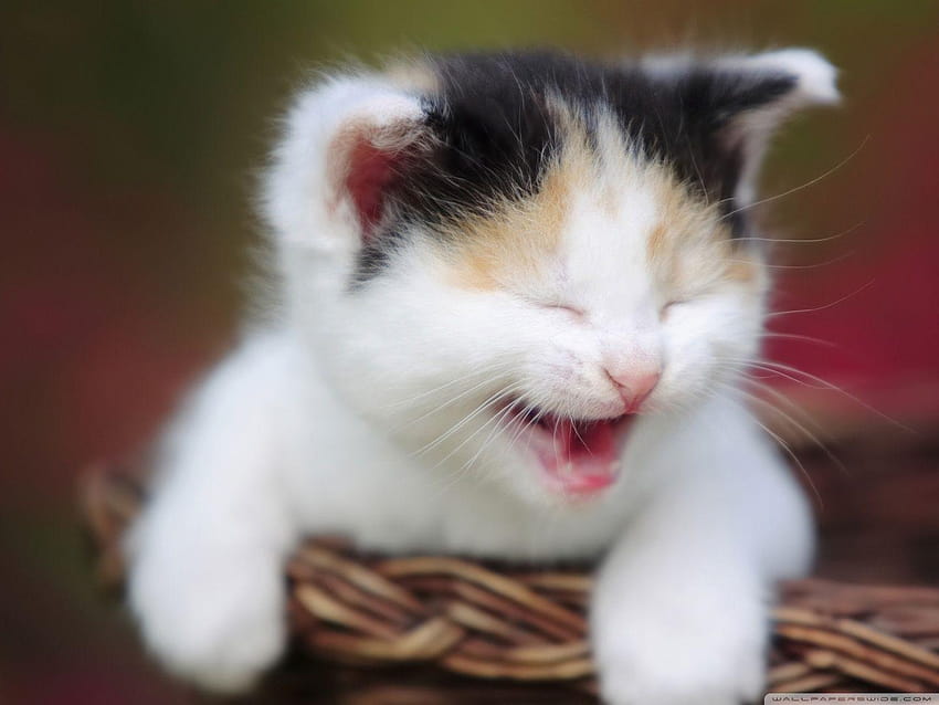 Cute Crying Kitty ❤ for Ultra TV, cute cat as dp HD wallpaper ...