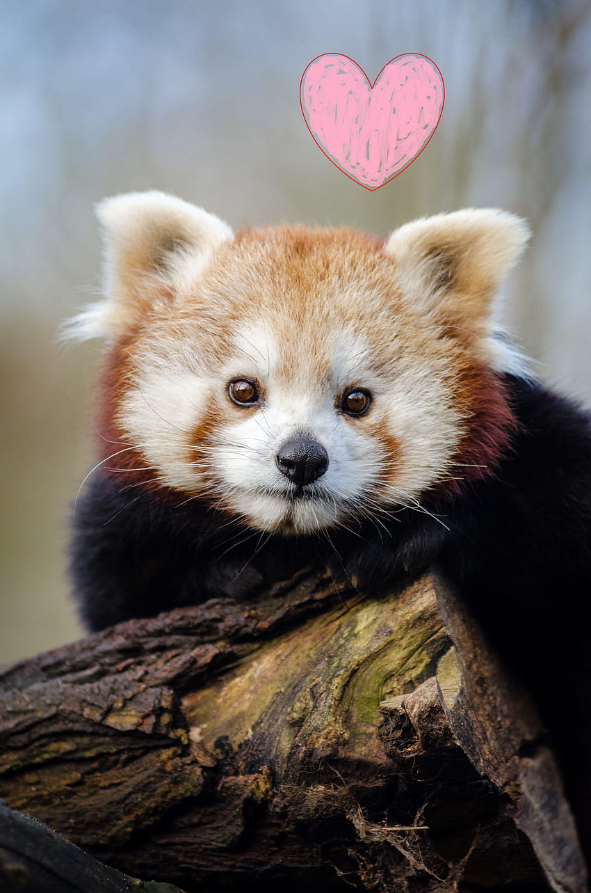 ¡Feliz Día de San Valentín de Red Panda Network!, patrones de panda rojo fondo de pantalla del teléfono