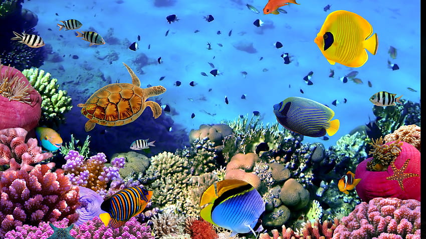 5 Moving Aquarium, aquarium computer HD wallpaper