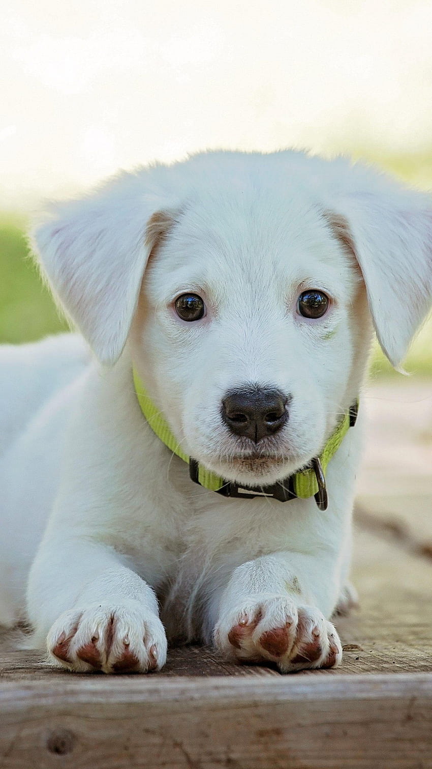 Cute Puppy, puppy phone HD phone wallpaper