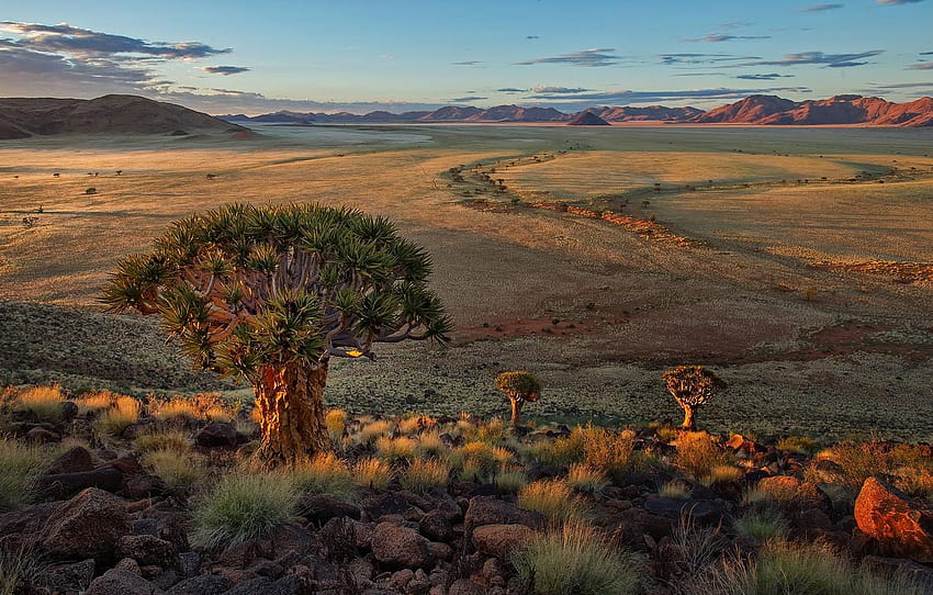 nature, landscape, Africa, Quiver Tree Forest, quiver trees HD wallpaper
