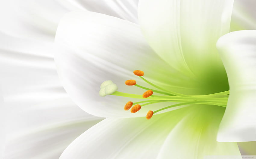 White Lily, Easter Flower Ultra Tła dla U TV: Panoramiczne i UltraWide i Laptopy: Tablety: Smartfony, kwiaty wielkanocne Tapeta HD