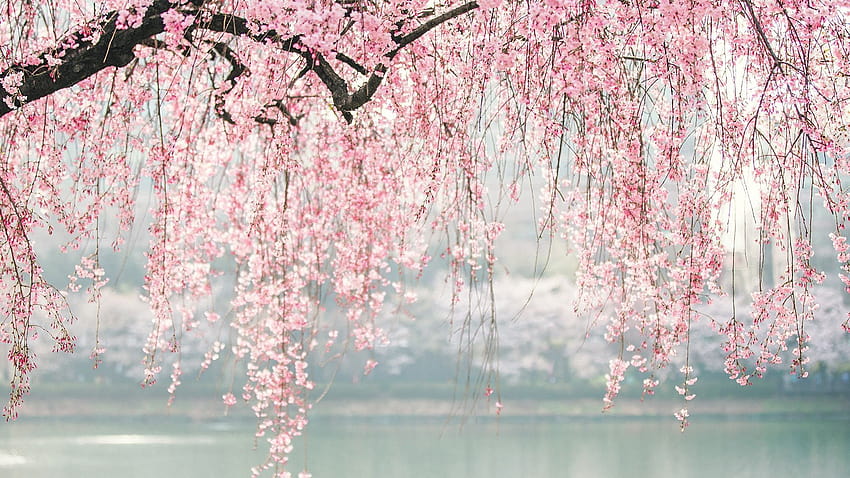 1920x1080 Japão, Cherry Blossom, Árvore, Flores, Completo , tv, F, 192… em 2020, estética de anime rosa sakura tree papel de parede HD
