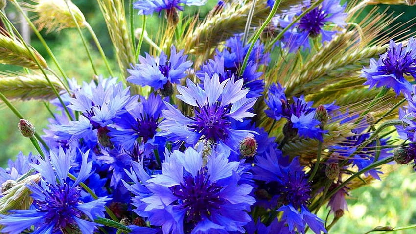 Blaue Kornblumenblüten Blumen HD-Hintergrundbild