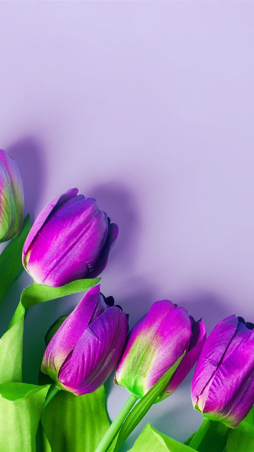 紫のチューリップ、花、薄ピンクの背景 5120x2880 U、春の薄紫 HD電話の壁紙