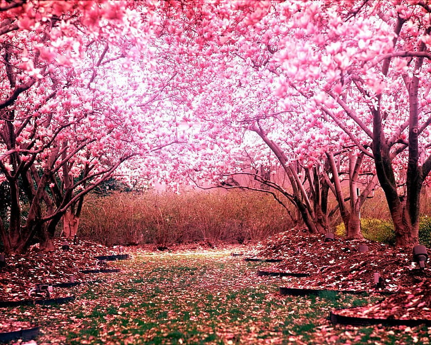 cherry blossom landscape, sakura spring HD wallpaper