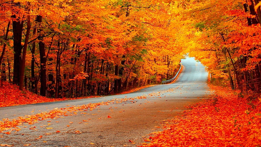 Autumn Road with Orange Trees, autumn highway HD wallpaper | Pxfuel