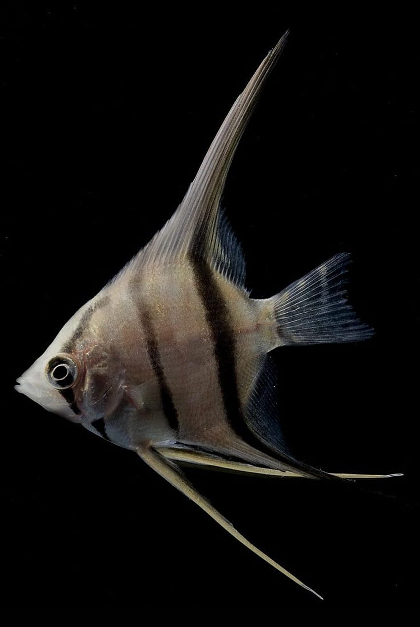 Angelfish, culter fish HD phone wallpaper