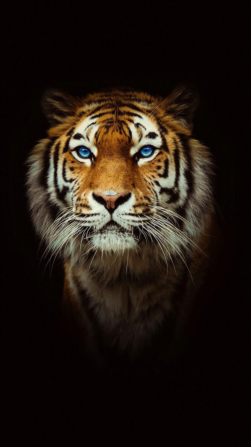 Тигър iPhone, гневни тигрови очи HD тапет за телефон
