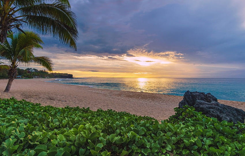 sand, beach, sunset, palm trees, the ocean, France, indian ocean HD wallpaper