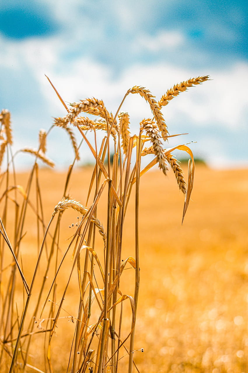 wheat field – Produce, wheat field mobile HD phone wallpaper