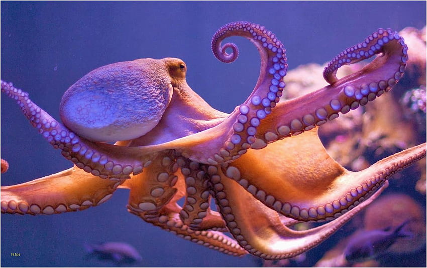 Octopus Unikalna ośmiornica • Meh – The Best Tapeta HD