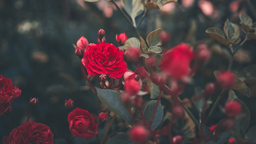 Aesthetic Rose HD wallpaper | Pxfuel