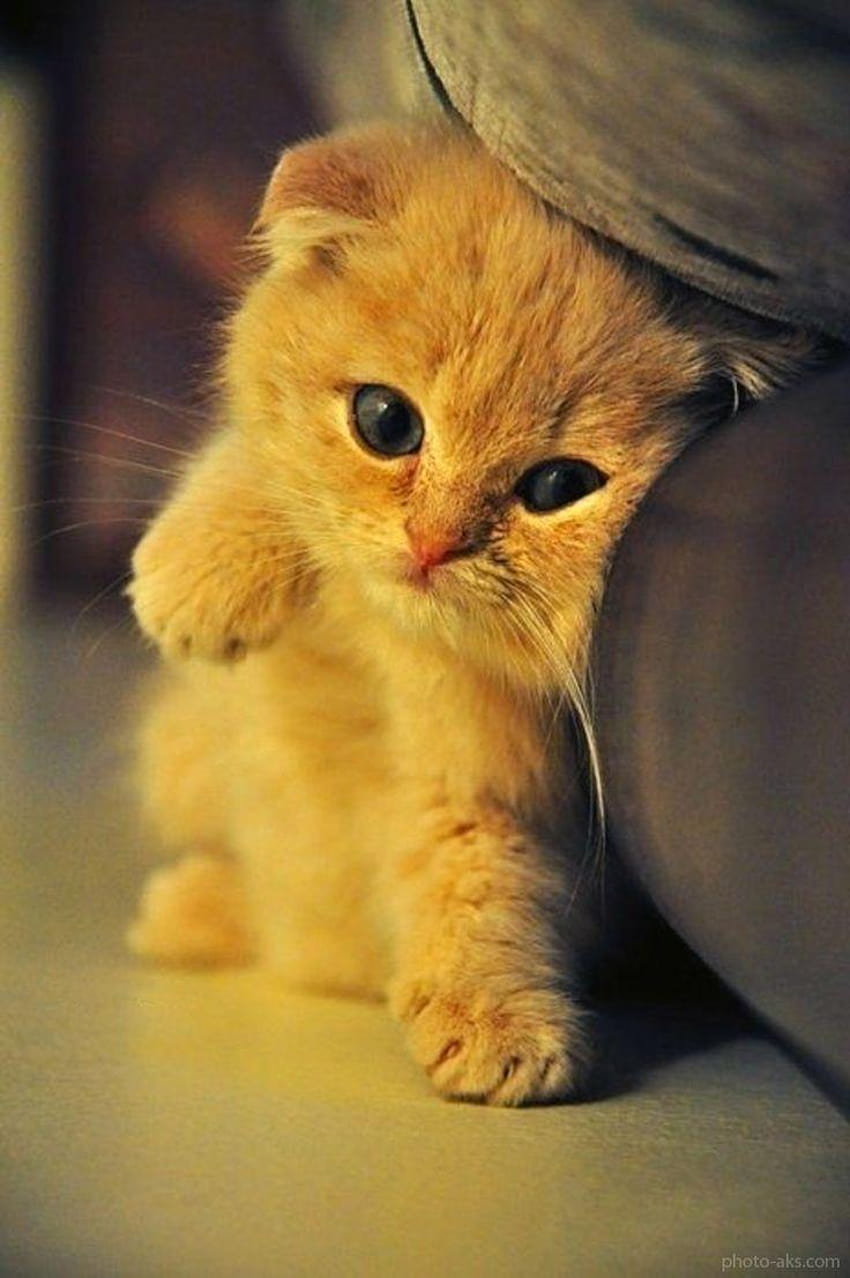 Android용 귀여운 아기 고양이, 귀여운 아기 고양이 HD 전화 배경 화면