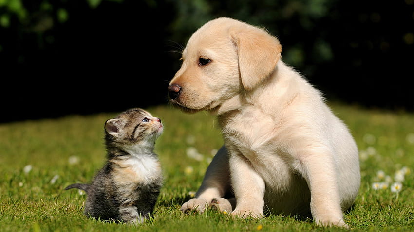 Cute, Puppy, Kitty, Kitten, Cat, Dog Breed, Labrador, puppy with cats HD wallpaper