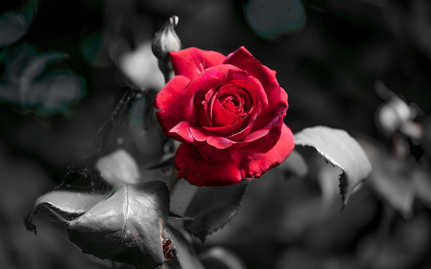 Black Roses, black rose tumblr HD wallpaper | Pxfuel