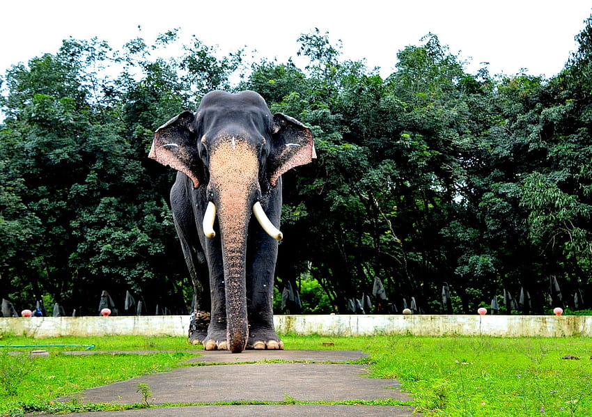 Elefanti del Kerala, pambadi rajan Sfondo HD