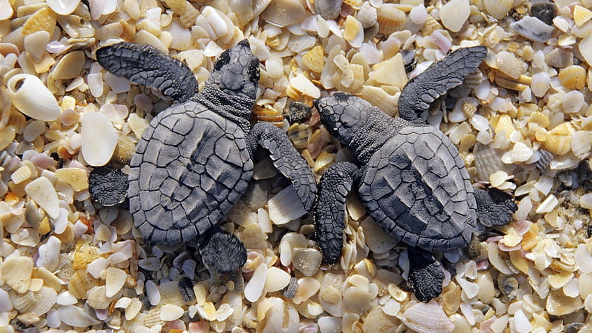 originals sea turtle couple cartoon animal, baby turtles HD wallpaper