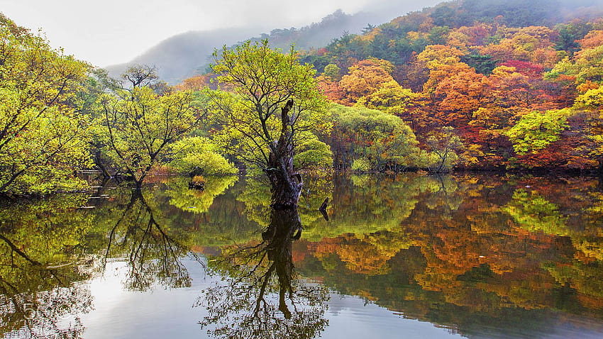 Есенни дървета с отражение на есенни листа във водата Cheongsong Южна Корея Пейзажна графика Ultra за мобилни телефони, таблети и лаптопи: 13, есенни дървета вода HD тапет