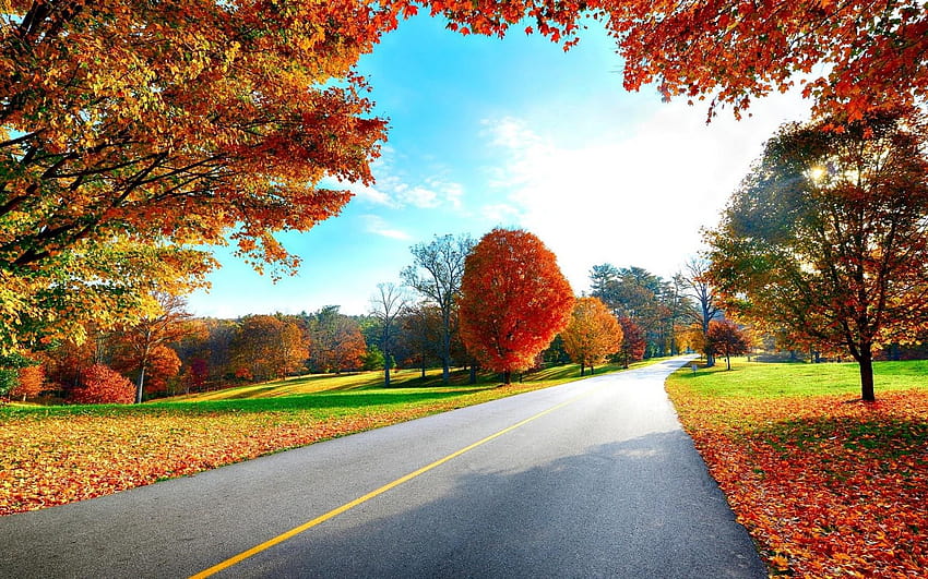 Landscapes Nature Trees Autumn Backgrounds, bright autumn HD wallpaper