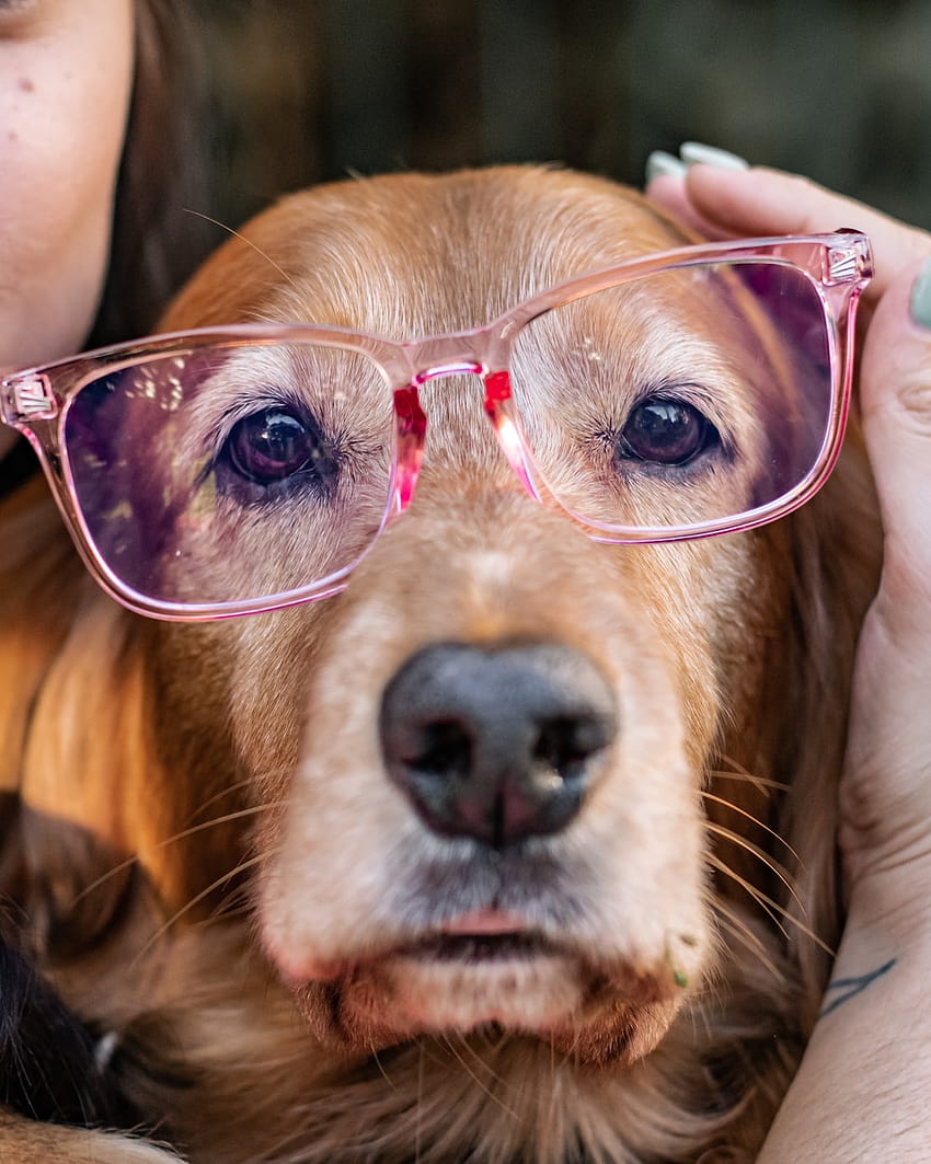 siyah güneş gözlüğü takan siyah beyaz ve kahverengi uzun kaplamalı köpek – Hayvan, gözlüklü köpek HD telefon duvar kağıdı