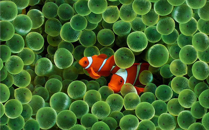 Top 66 Clownfische, Anemonen HD-Hintergrundbild